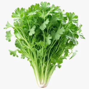 Coriander - Dhaniya