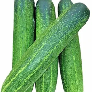 Cucumber - Kheera